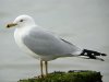 Ring-billed Gull at Westcliff Seafront (Steve Arlow) (92149 bytes) Ring-billed Gull at Westcliff Seafront (Steve Arlow) (92149 bytes)